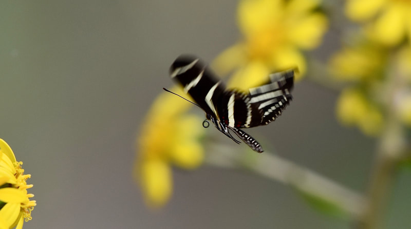 Zebra Longwing butterfly, Jacksonville Arboretum & Gardens
